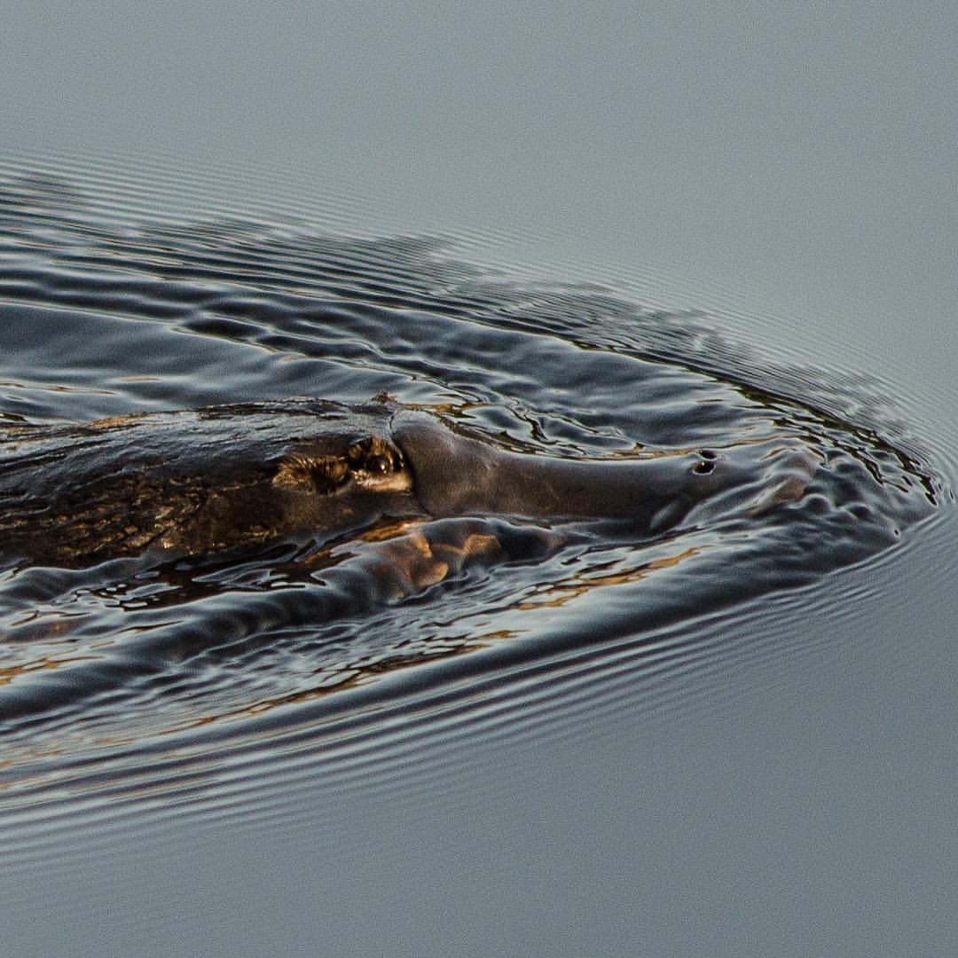 Wildlife and Platypus Spotting at Cave Hill Creek - Cave Hill Creek