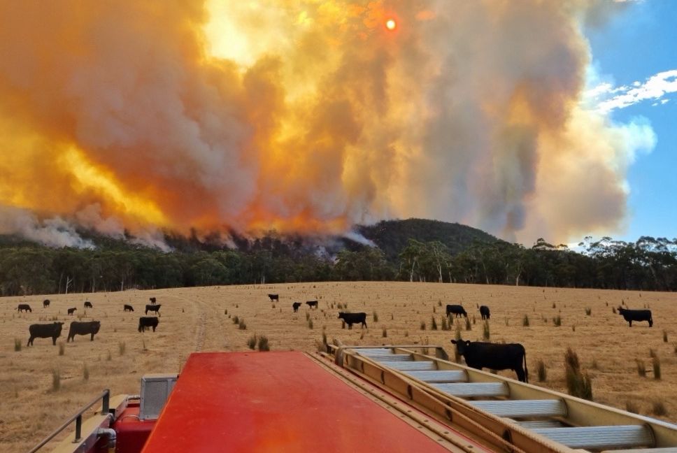 Bushfire Recovery - Cave Hill Creek